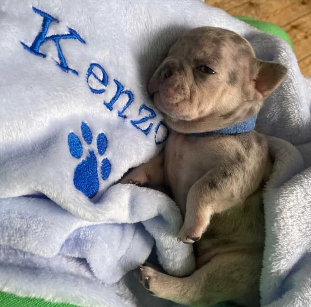 Personalised, embroidered dog/cat puppy/kitten blanket